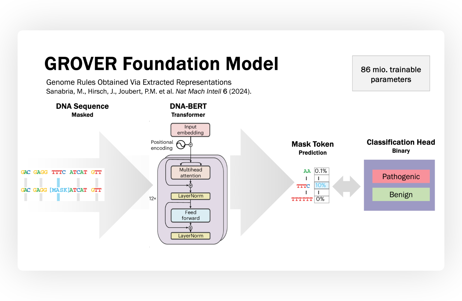 VEP Model Architecture - GROVER Embeddings + Classifier